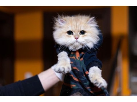 Golden erkek süperstar ny 12 british longhair