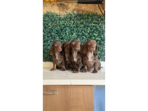 Popüler ırk mini dachshund yavrular