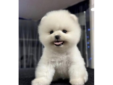 Pomeranian boo köpekleri