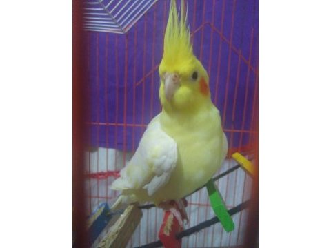 Lutino erkek 2 yaşında sultan papağanı