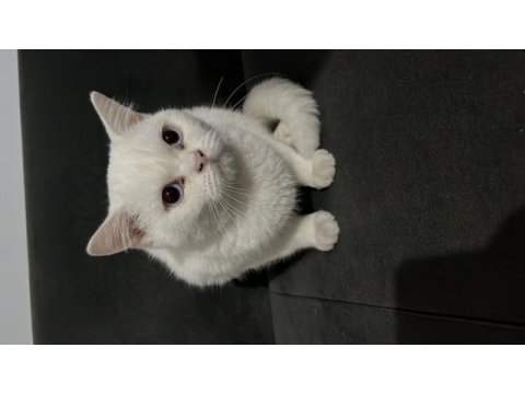 5 aylık pamuk beyazı güzel british shorthair oğlumuz