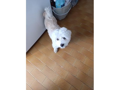 Kızanda olan dişi köpeğime çiftleşecek erkek