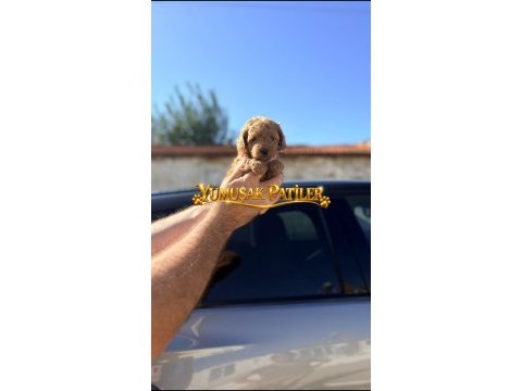 Sevimli ırk toy poodle