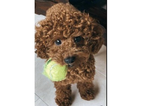 35 günlük toy poodle yavruları