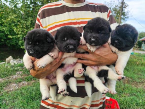 Amerikan akita yavrularımız yeni sahibini arıyor