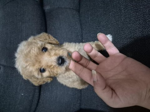 Toy poodle 6 yavrumuz