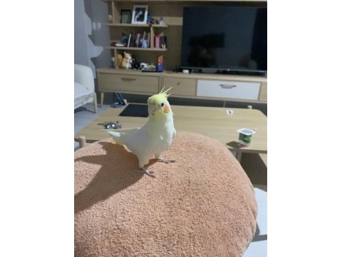 Konuşan erkek lutino sultan papağanı bebek
