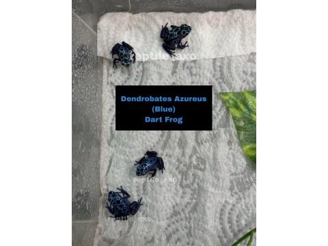 Dart frog yavrularımız