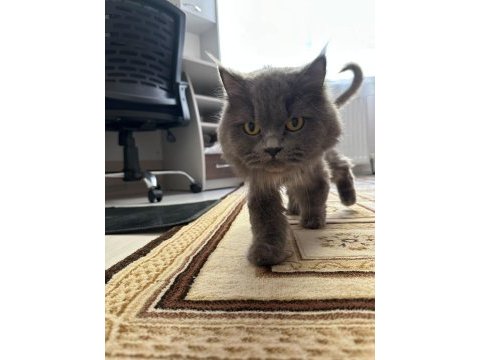 Yetişkin kısır dişi british longhair