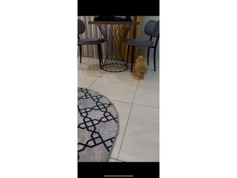 Erkek ve dişi yavru pomeranian