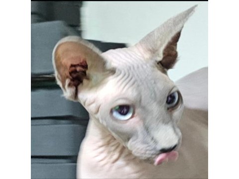 Safkan sphynx dişi ve erkek efsane kediler son 5 adet