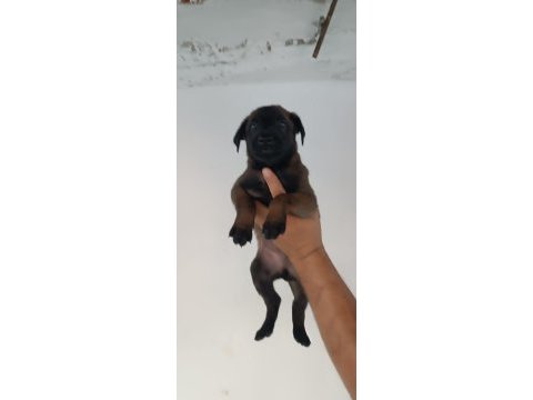 Belçika malinois dişi erkek