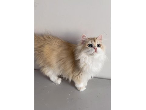 British longhair 5 aylık erkek