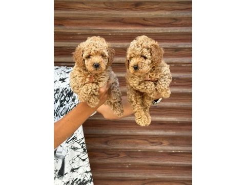 Toy poodle yavrularım sağlık ve ırk garantilidir