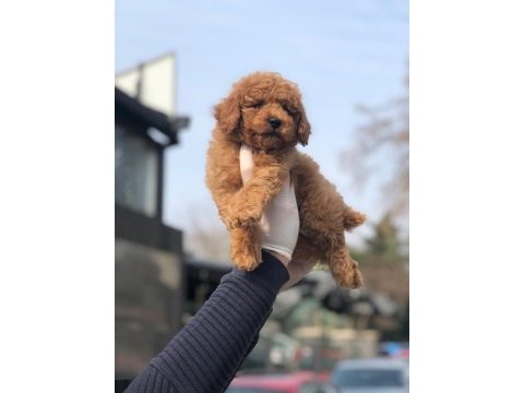 Red toy poodle yavru