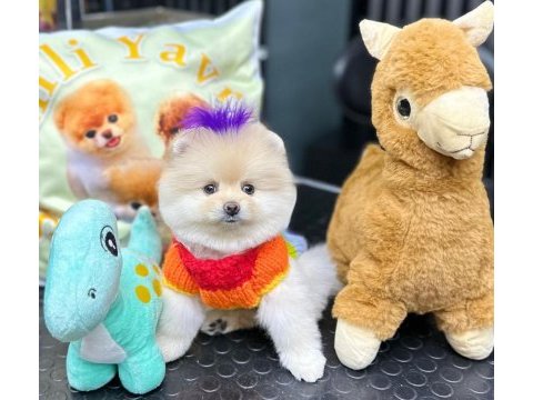 Pomeranian boo 60 günlük köpekler