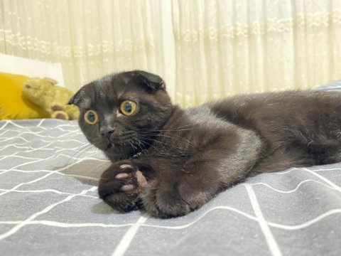 Scottish fold black