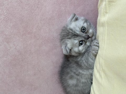 Safkan scottish fold 2 aylık erkek