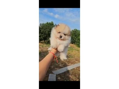Pomeranian boo safkan