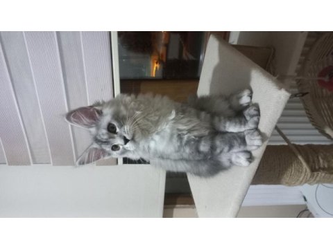 Mucize cattery pet ve üretim için maine coon