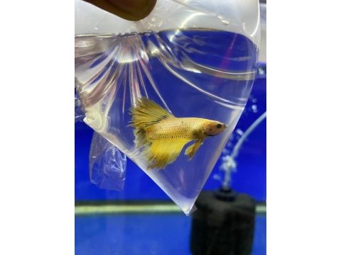 Beta balığı antalya adrese teslim baby fish aquarium