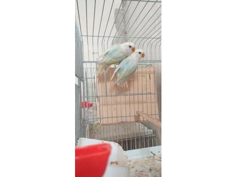 Yavru sevda papağanı