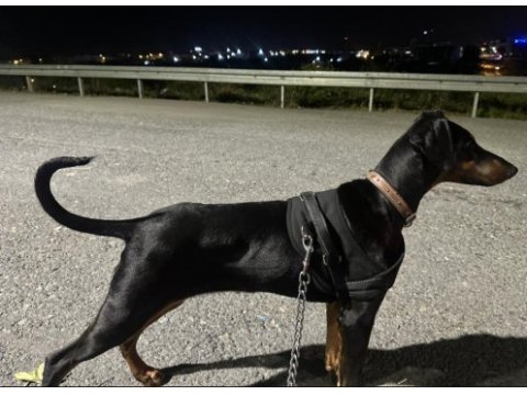 Yavru safkan doberman