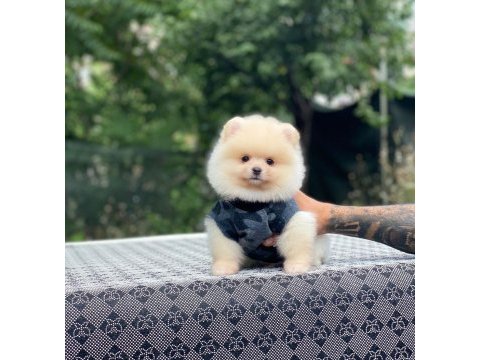 Sevimli pomeranian yavru köpekler