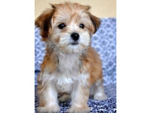 Morkie yavrularımızı canlı görerek alabilirsiniz