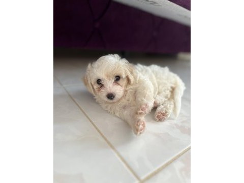 45 günlük maltese terrier