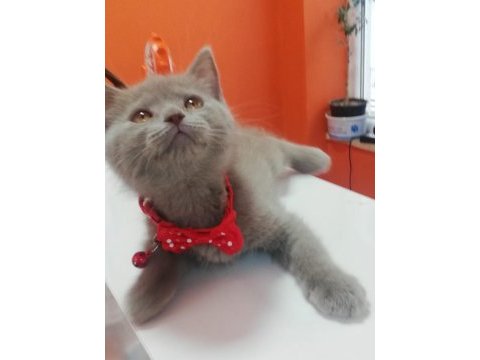 2 aylık british shorthair lilac yavru