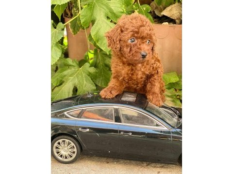 Yavru toy poodle
