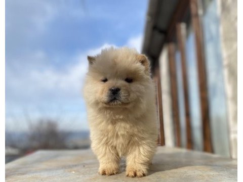 Chow chow köpeğimiz