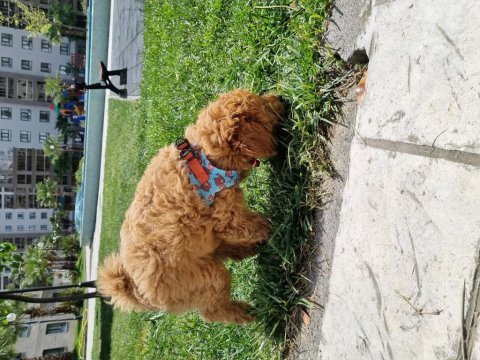3 aylık aşıları tam tuvalet eğitimli dişi köpeğimiz