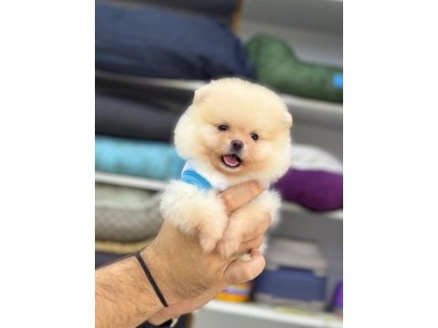 Pomeranian boo yavrular