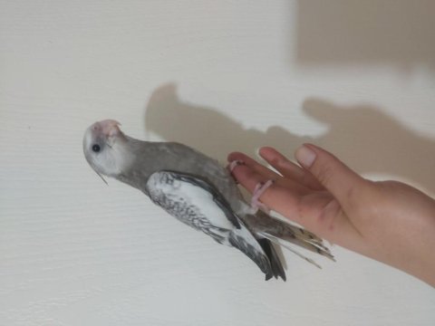 Sultan papağanı yavru 2 aylık