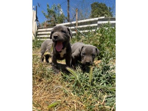Blue cane corso yavrular ırk sağlık garantili