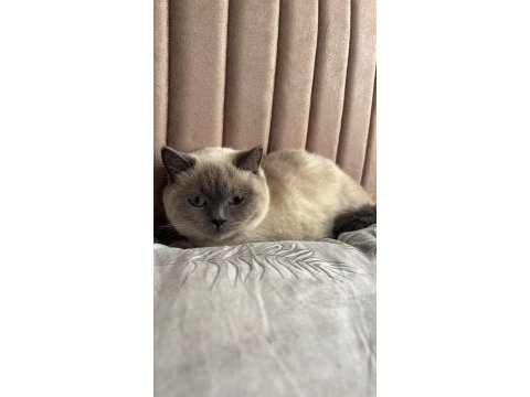 Blue point british shorthair