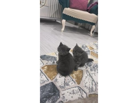 British shorthair yavrular teslime hazır