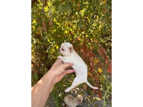 Dünyalar tatlısı küçük boy chihuahua