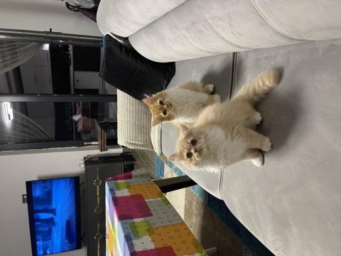 Yakışıklı chinchilla kardeşler ailelerini arıyor