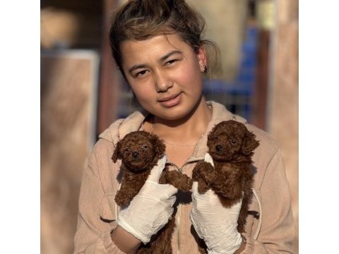 Toypoodle sevimli yavrular ruhsatlı çiftlik 