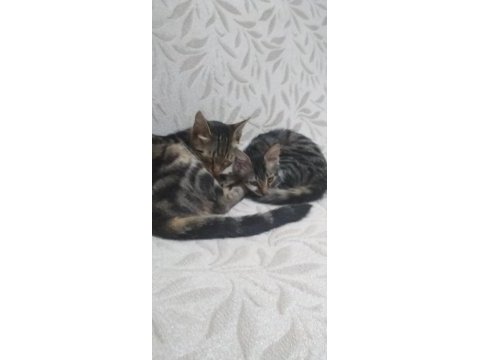 Ücretsiz yavru tekir cinsi kedim