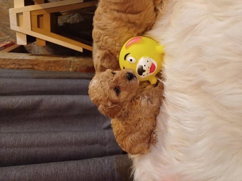 Red apricot toy poodle bebeklerimiz