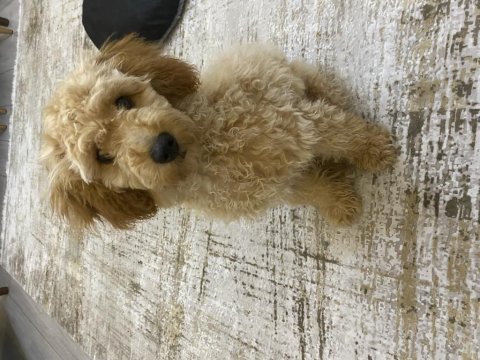 4 aylık dişi toy poodle yavrumuz