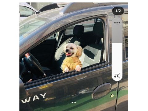 Köpeğimiz sahiplendirilecektir