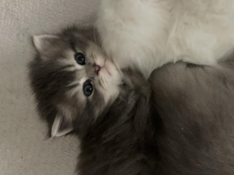 Scottish tabby british longhair erkek ve dişi 2 aylık