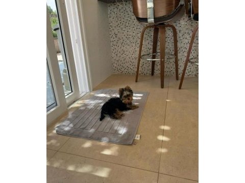 Evinizin akıllı yorkshire terrier şekeri