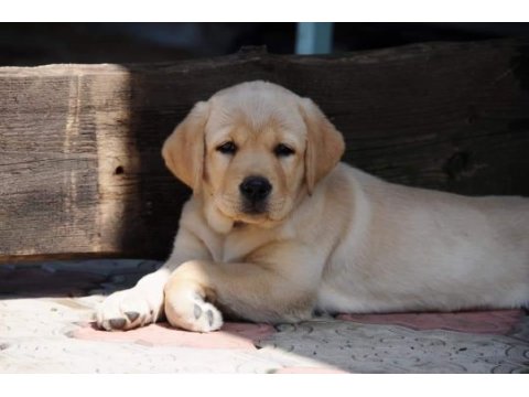 Türkiyenin en özel labrador yavruları 