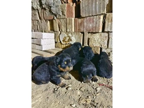 Orjinal rottweiler yavruları rezervede
